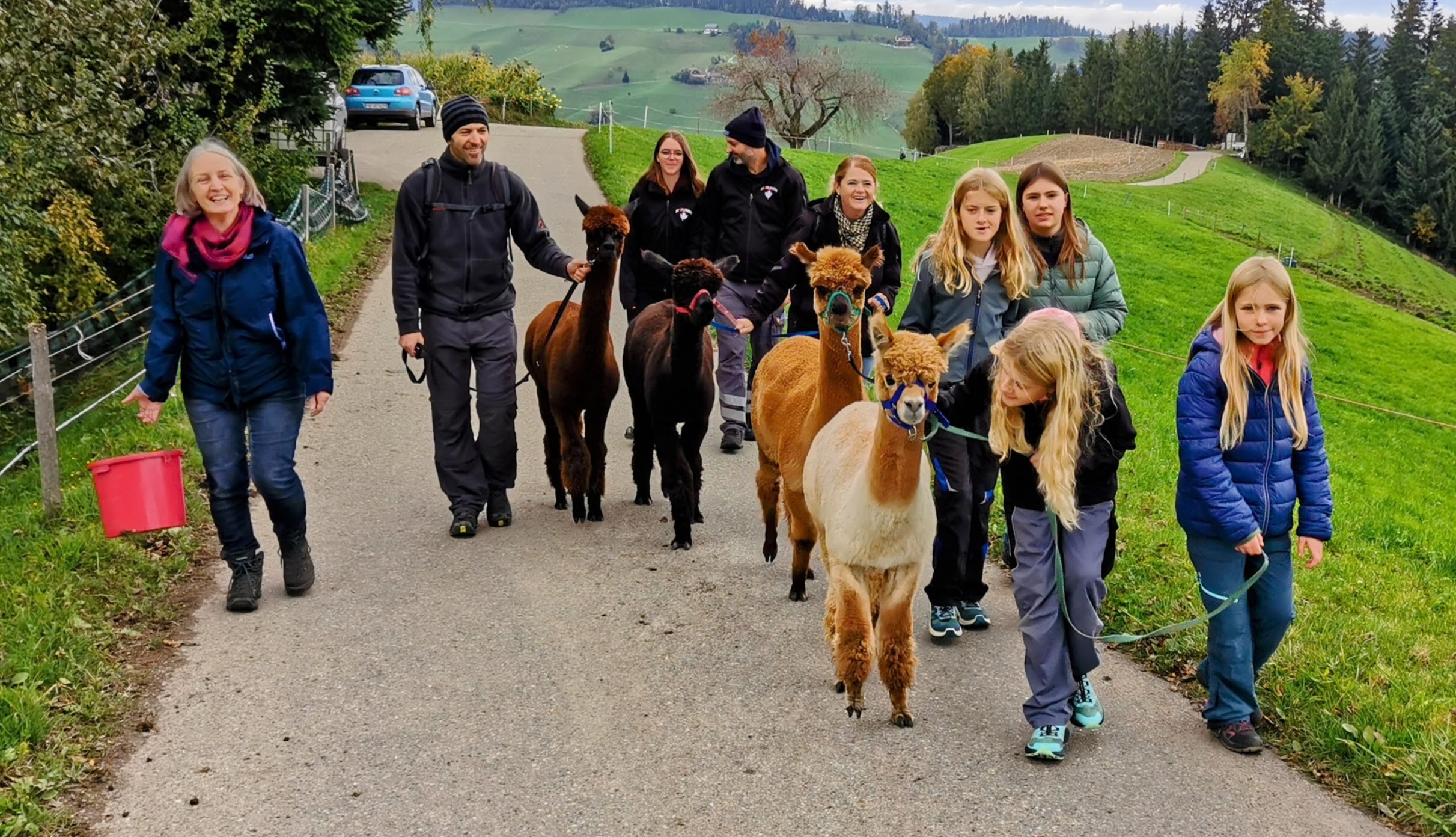 Erster Alpaka-Spaziergang mit Gästen