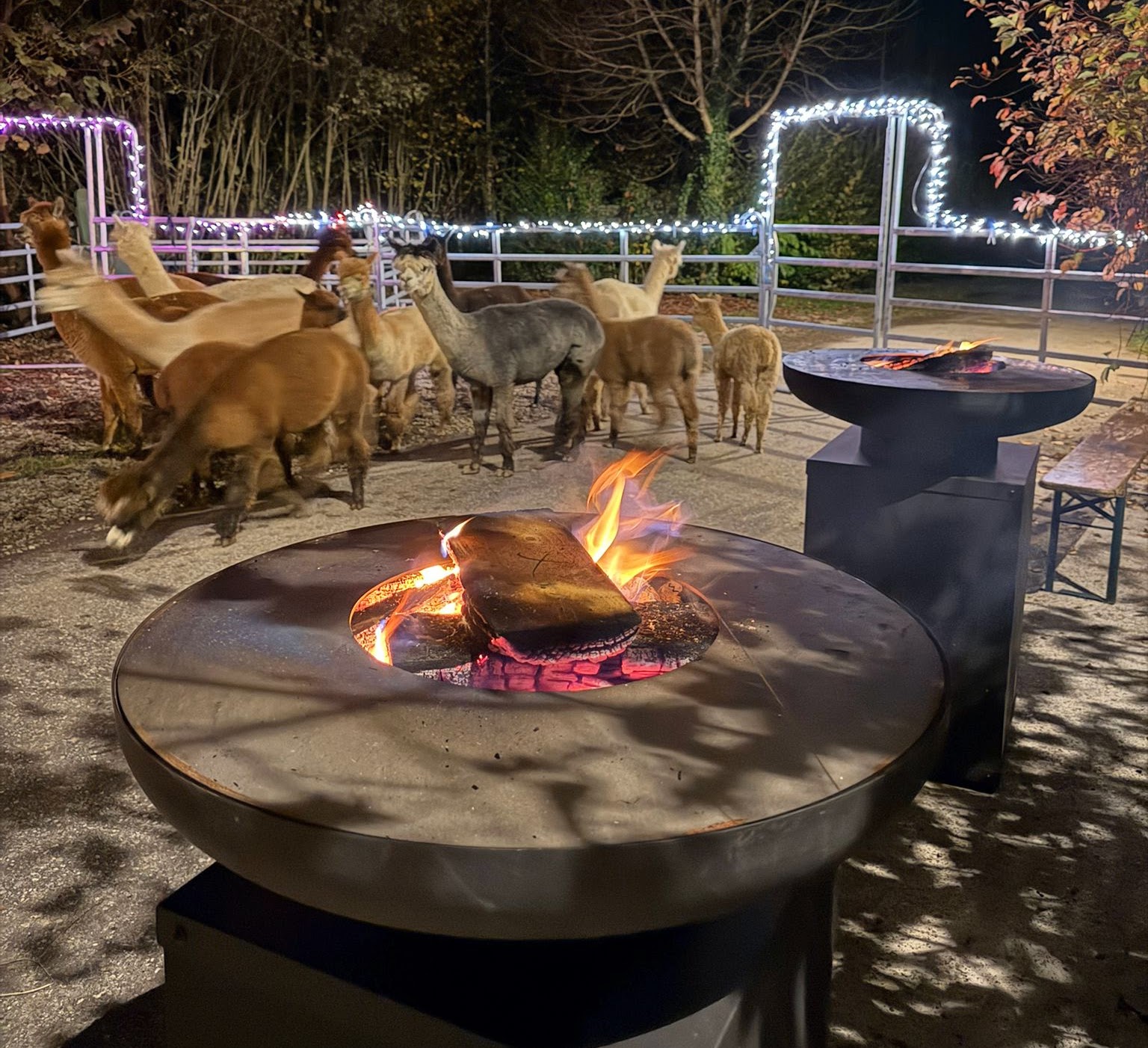 Essen Alpakas Fondue?